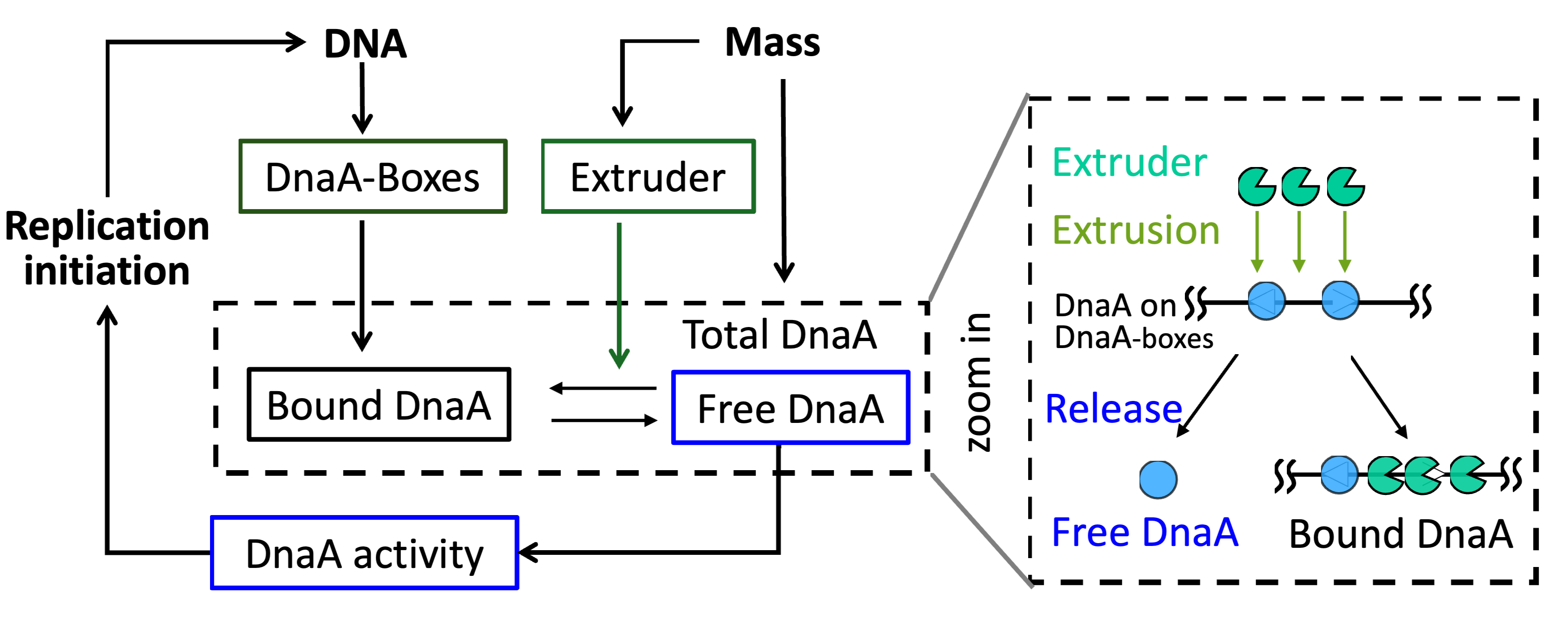 Extrusion-modulated DnaA activity oscillations coordinate DNA replication with biomass growth